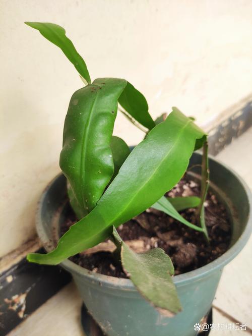 一片叶就能爆满盆，一片叶子的绿植是什么？-第2张图片-优品飞百科