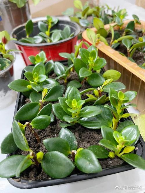 一片叶就能爆满盆，一片叶子的绿植是什么？-第3张图片-优品飞百科