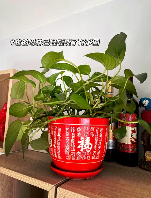 一片叶就能爆满盆，一片叶子的绿植是什么？-第4张图片-优品飞百科