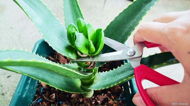 芦荟怎么修剪?芦荟怎么修剪比较好?-第1张图片-优品飞百科 芦荟怎么修剪?芦荟怎么修剪比较好?-第1张图片-优品飞百科