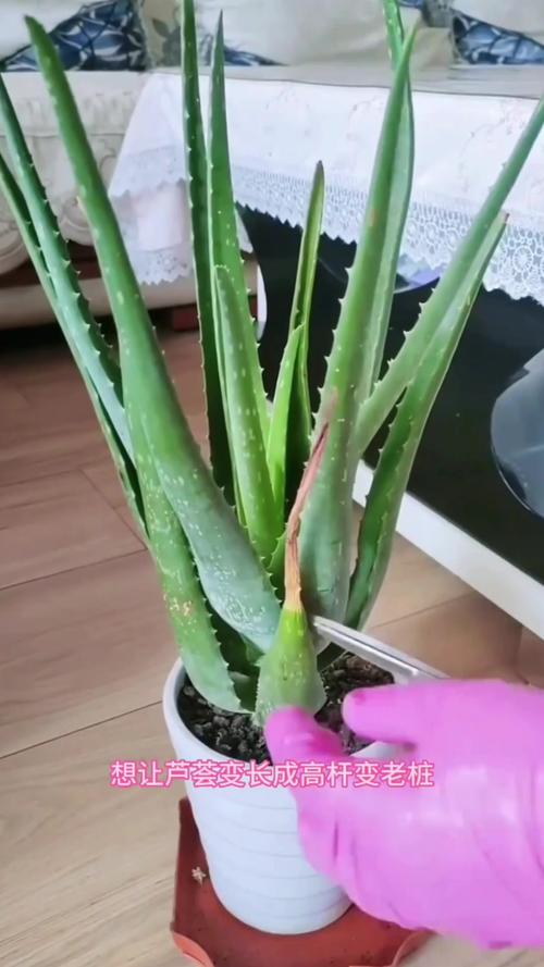 芦荟怎么修剪?芦荟怎么修剪比较好?-第2张图片-优品飞百科 芦荟怎么修剪?芦荟怎么修剪比较好?-第2张图片-优品飞百科