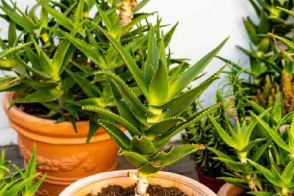 芦荟怎么修剪?芦荟怎么修剪比较好?-第3张图片-优品飞百科 芦荟怎么修剪?芦荟怎么修剪比较好?-第3张图片-优品飞百科