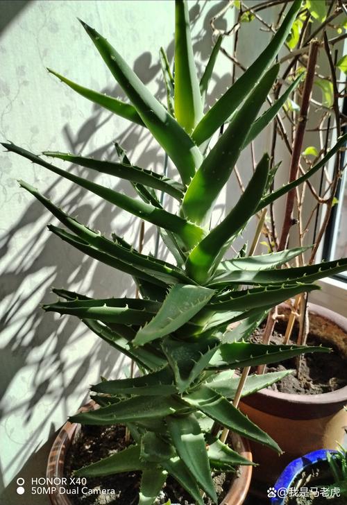 芦荟怎么修剪?芦荟怎么修剪比较好?-第4张图片-优品飞百科 芦荟怎么修剪?芦荟怎么修剪比较好?-第4张图片-优品飞百科