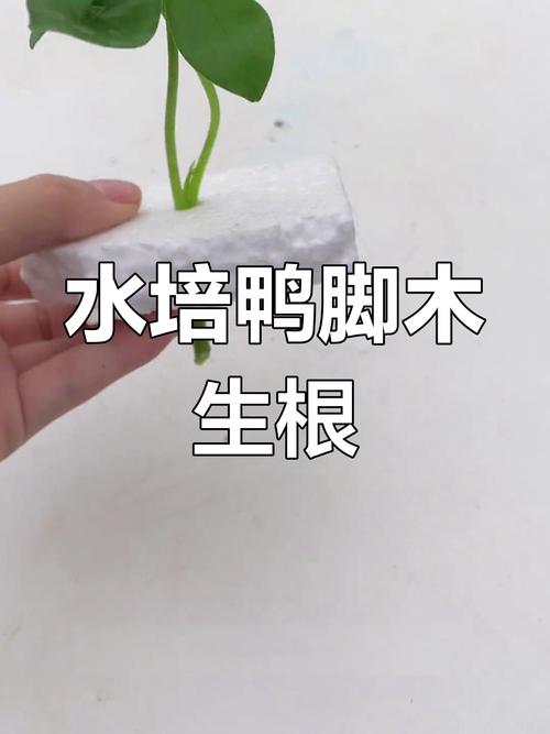 如何让鸭脚木快速生根,怎样能让鸭脚木快速生长?-第1张图片-优品飞百科 如何让鸭脚木快速生根,怎样能让鸭脚木快速生长?-第1张图片-优品飞百科