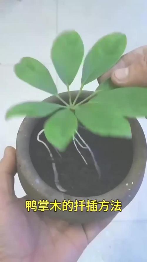 如何让鸭脚木快速生根,怎样能让鸭脚木快速生长?-第3张图片-优品飞百科 如何让鸭脚木快速生根,怎样能让鸭脚木快速生长?-第3张图片-优品飞百科