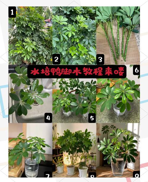 如何让鸭脚木快速生根,怎样能让鸭脚木快速生长?-第2张图片-优品飞百科 如何让鸭脚木快速生根,怎样能让鸭脚木快速生长?-第2张图片-优品飞百科