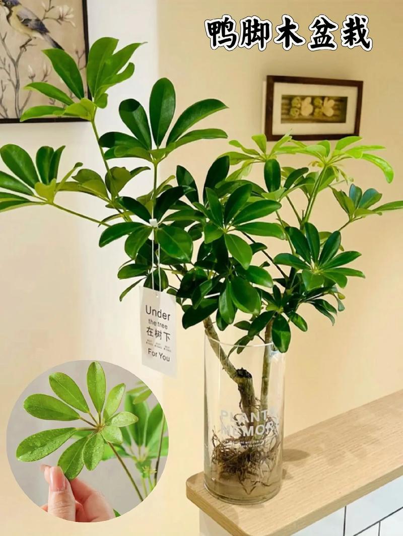 如何让鸭脚木快速生根,怎样能让鸭脚木快速生长?-第5张图片-优品飞百科 如何让鸭脚木快速生根,怎样能让鸭脚木快速生长?-第5张图片-优品飞百科