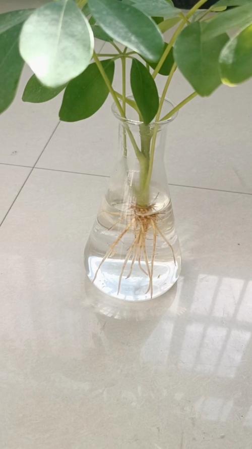 如何让鸭脚木快速生根,怎样能让鸭脚木快速生长?-第4张图片-优品飞百科 如何让鸭脚木快速生根,怎样能让鸭脚木快速生长?-第4张图片-优品飞百科