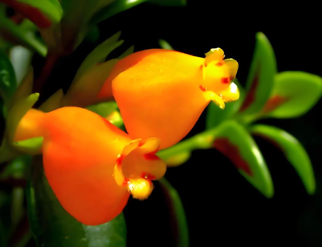 金鱼吊兰多久浇一次水？金鱼吊兰养多久才能开花？