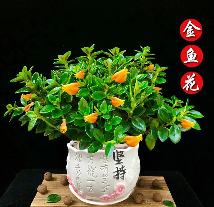 金鱼吊兰多久浇一次水?金鱼吊兰养多久才能开花?-第3张图片-优品飞百科 金鱼吊兰多久浇一次水?金鱼吊兰养多久才能开花?-第3张图片-优品飞百科