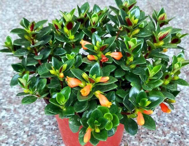 金鱼吊兰多久浇一次水?金鱼吊兰养多久才能开花?-第4张图片-优品飞百科 金鱼吊兰多久浇一次水?金鱼吊兰养多久才能开花?-第4张图片-优品飞百科