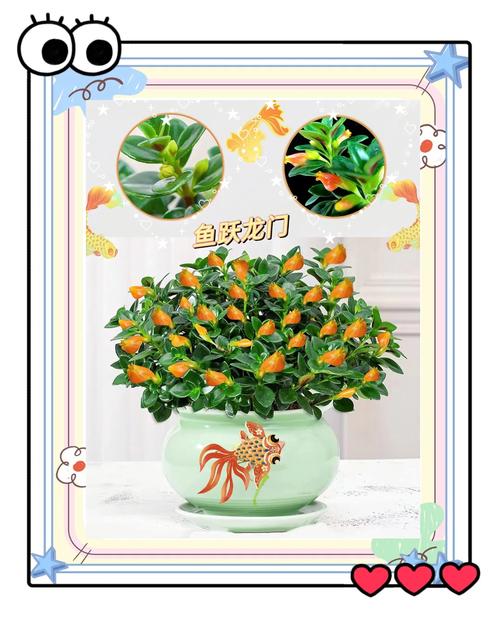 金鱼吊兰多久浇一次水?金鱼吊兰养多久才能开花?-第5张图片-优品飞百科 金鱼吊兰多久浇一次水?金鱼吊兰养多久才能开花?-第5张图片-优品飞百科