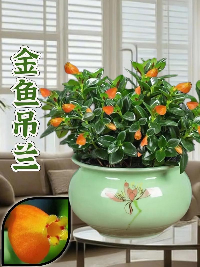 金鱼吊兰多久浇一次水?金鱼吊兰养多久才能开花?-第6张图片-优品飞百科 金鱼吊兰多久浇一次水?金鱼吊兰养多久才能开花?-第6张图片-优品飞百科