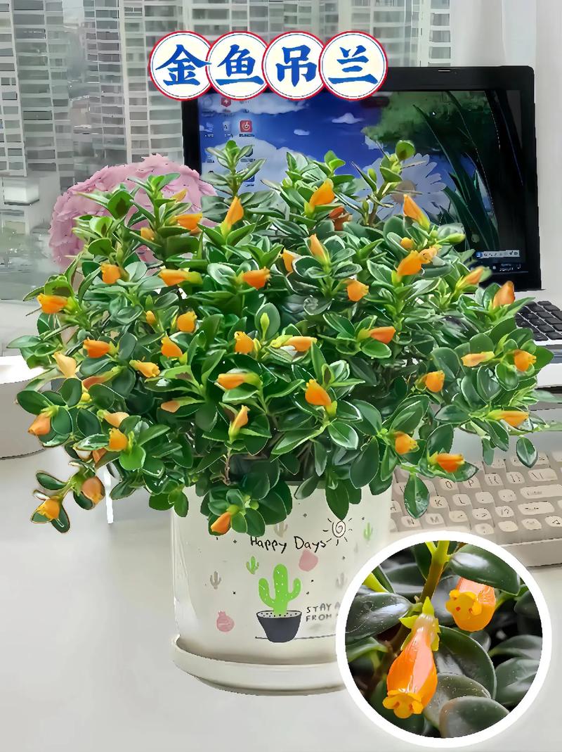 金鱼吊兰多久浇一次水?金鱼吊兰养多久才能开花?-第7张图片-优品飞百科 金鱼吊兰多久浇一次水?金鱼吊兰养多久才能开花?-第7张图片-优品飞百科