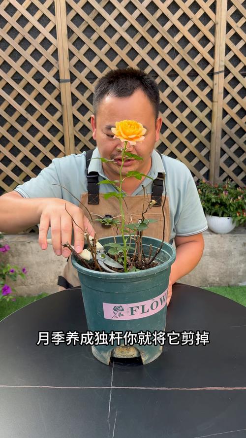 月季怎么扦插，爬藤月季怎么扦插？-第2张图片-优品飞百科