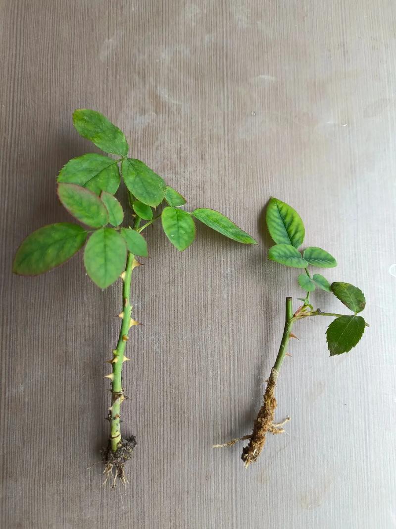 月季怎么扦插，爬藤月季怎么扦插？-第4张图片-优品飞百科