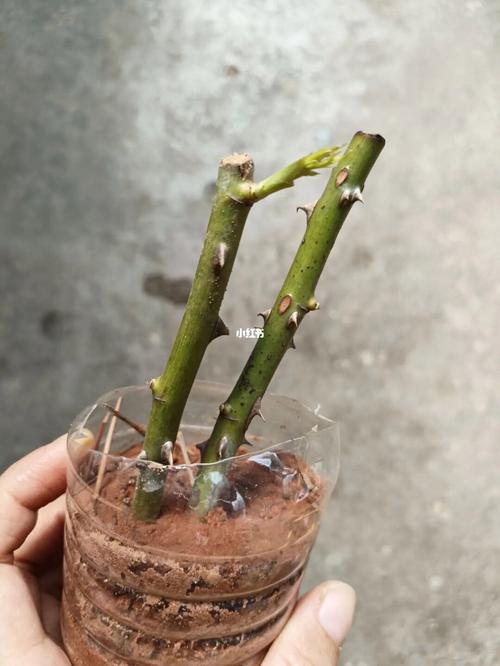 月季怎么扦插，爬藤月季怎么扦插？-第5张图片-优品飞百科