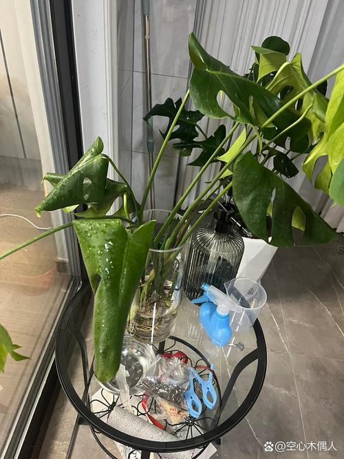 龟背竹可以用啤酒浇吗，龟背竹可以用啤酒擦叶子吗