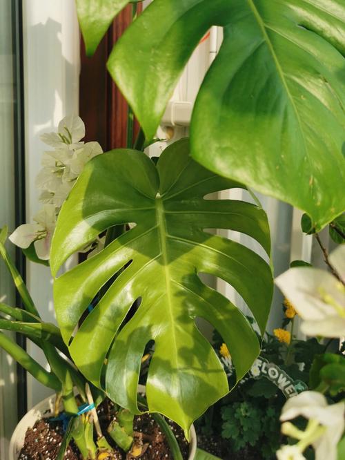 龟背竹可以用啤酒浇吗，龟背竹可以用啤酒擦叶子吗-第2张图片-优品飞百科