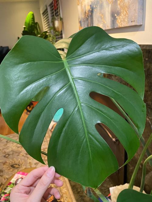 龟背竹可以用啤酒浇吗，龟背竹可以用啤酒擦叶子吗-第3张图片-优品飞百科