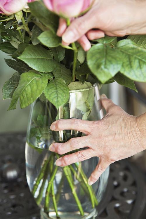 龟背竹可以用啤酒浇吗，龟背竹可以用啤酒擦叶子吗-第4张图片-优品飞百科