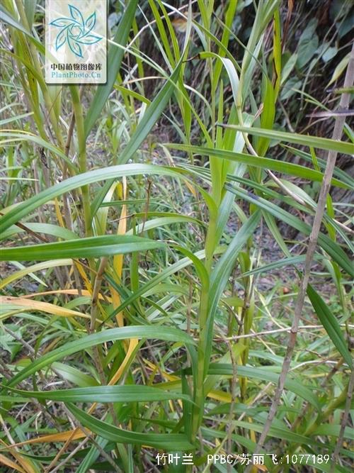 竹叶兰盆栽怎么养，竹叶兰多少钱一盆