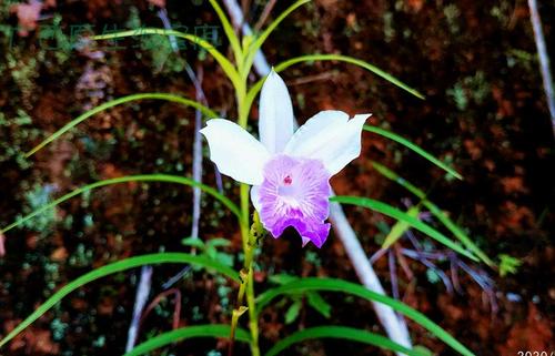 竹叶兰盆栽怎么养，竹叶兰多少钱一盆-第2张图片-优品飞百科