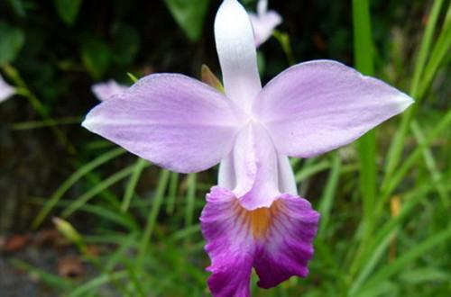 竹叶兰盆栽怎么养，竹叶兰多少钱一盆-第4张图片-优品飞百科