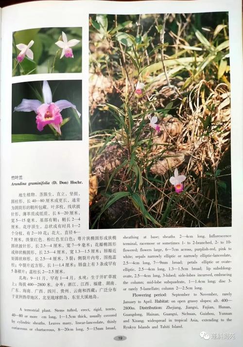 竹叶兰盆栽怎么养，竹叶兰多少钱一盆-第6张图片-优品飞百科