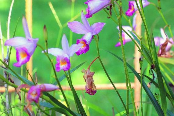 竹叶兰盆栽怎么养，竹叶兰多少钱一盆-第7张图片-优品飞百科