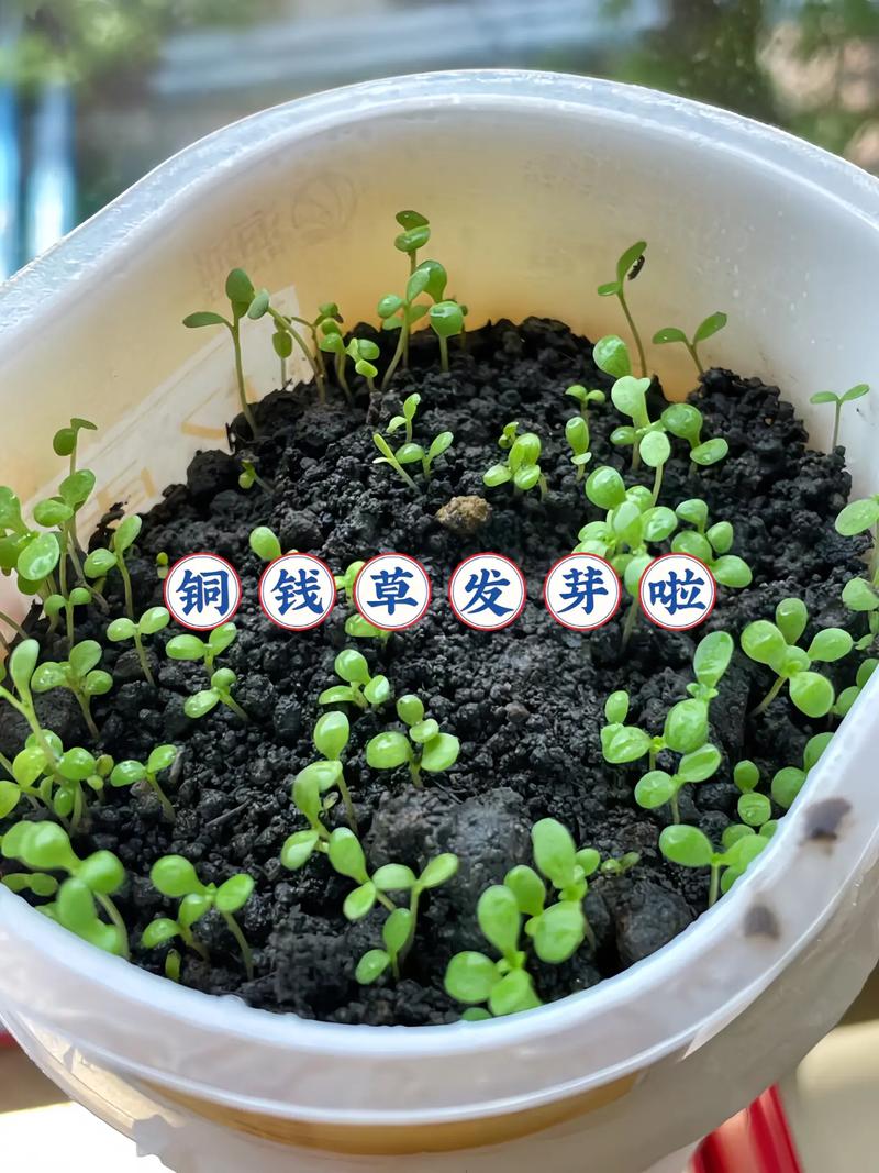 铜钱草水培怎么固定根？怎样水培铜钱草固定根系？-第1张图片-优品飞百科