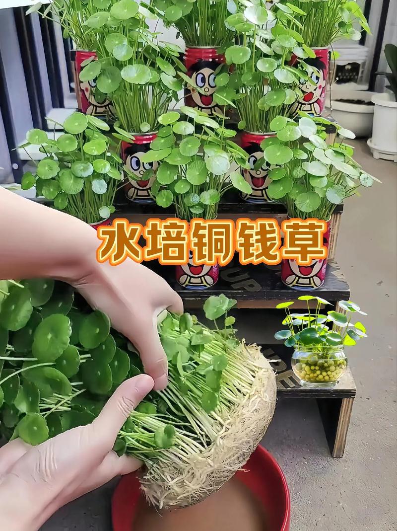 铜钱草水培怎么固定根？怎样水培铜钱草固定根系？-第2张图片-优品飞百科