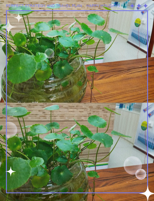 铜钱草水培怎么固定根？怎样水培铜钱草固定根系？-第3张图片-优品飞百科