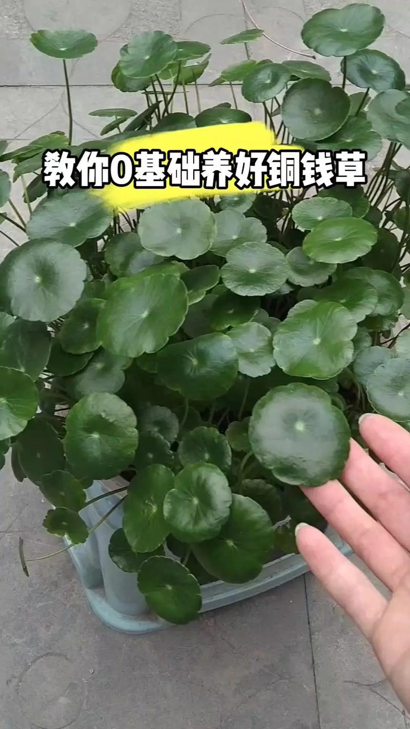 铜钱草水培怎么固定根？怎样水培铜钱草固定根系？-第4张图片-优品飞百科