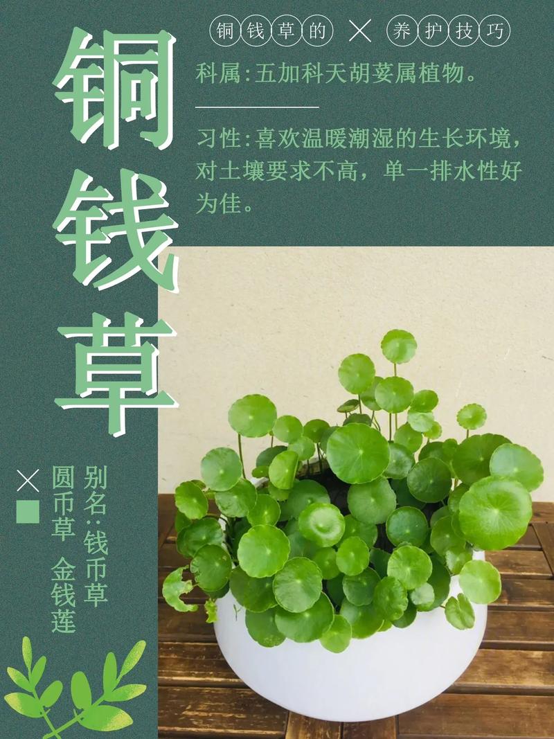 铜钱草水培怎么固定根？怎样水培铜钱草固定根系？-第5张图片-优品飞百科