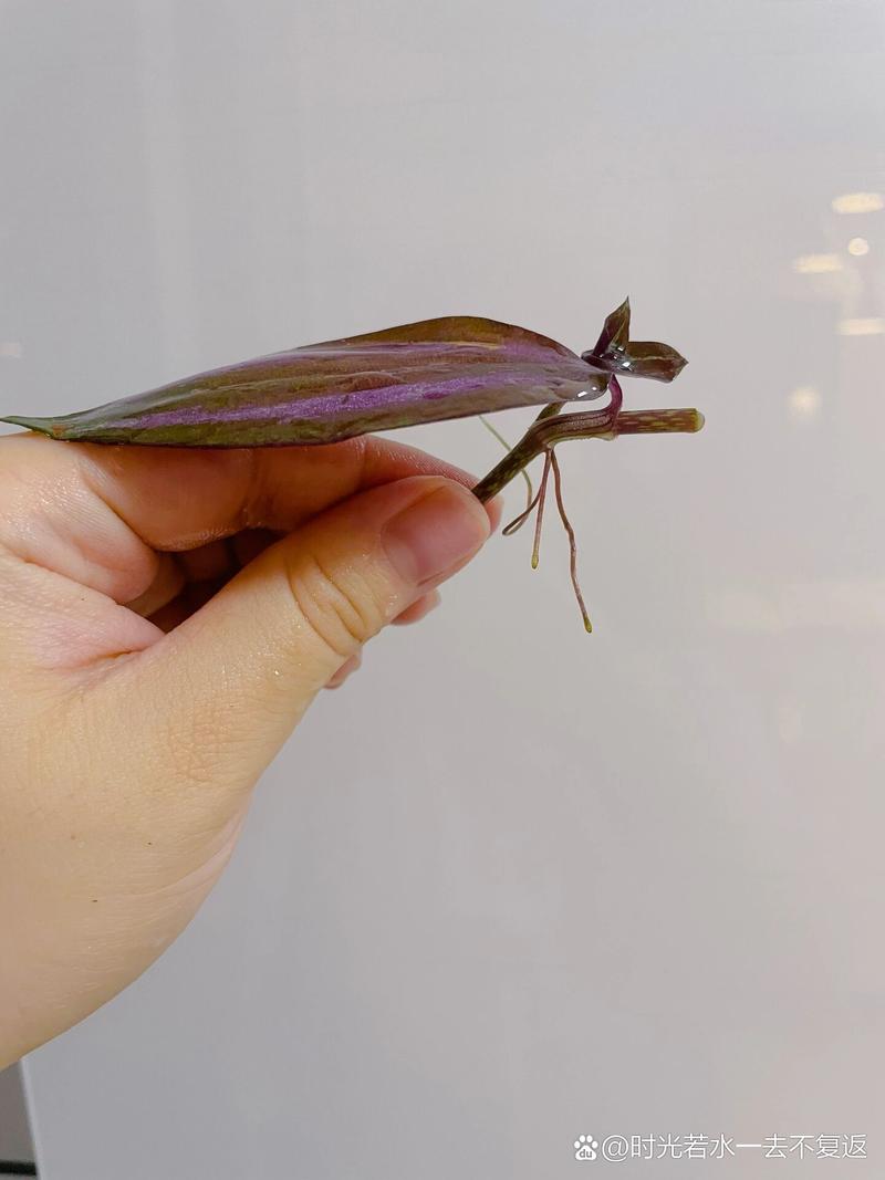 吊竹梅插扦要不要晾根？吊竹梅扦插多久生根？