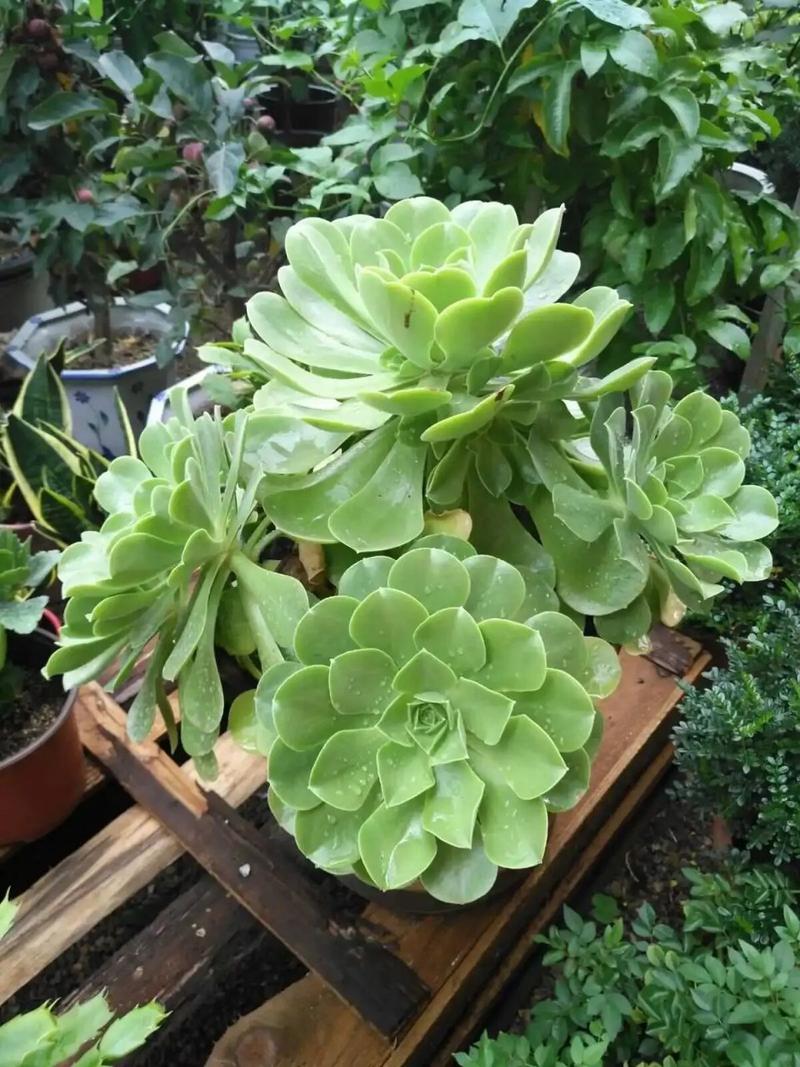 玉龙观音怎么修剪，玉龙观音修剪方法