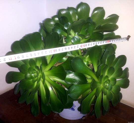 玉龙观音怎么修剪，玉龙观音修剪方法-第2张图片-优品飞百科