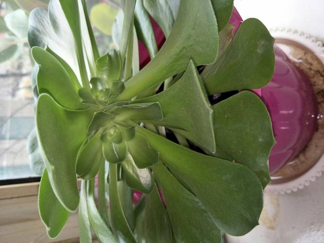 玉龙观音怎么修剪，玉龙观音修剪方法-第4张图片-优品飞百科