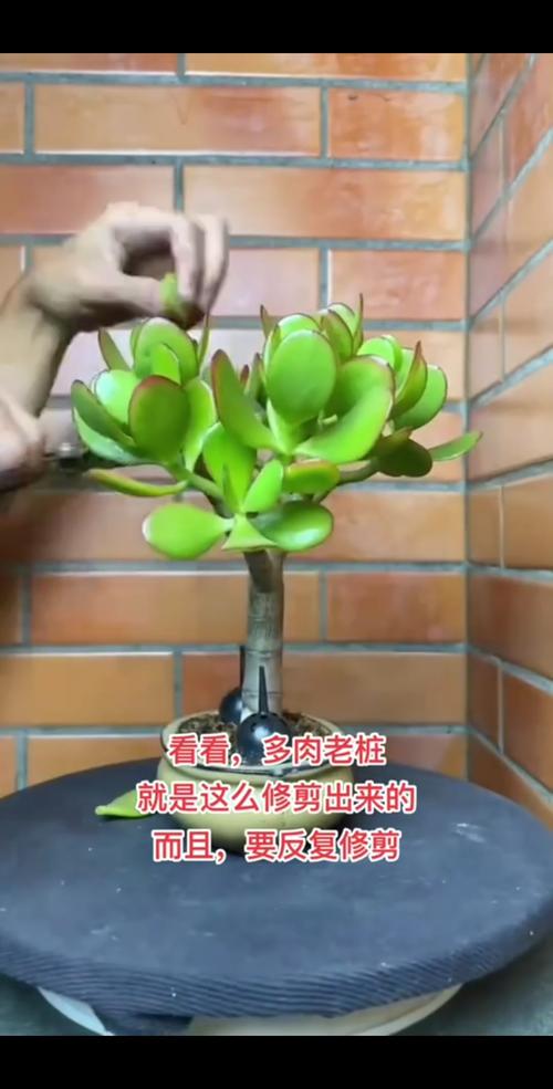 玉龙观音怎么修剪，玉龙观音修剪方法-第5张图片-优品飞百科