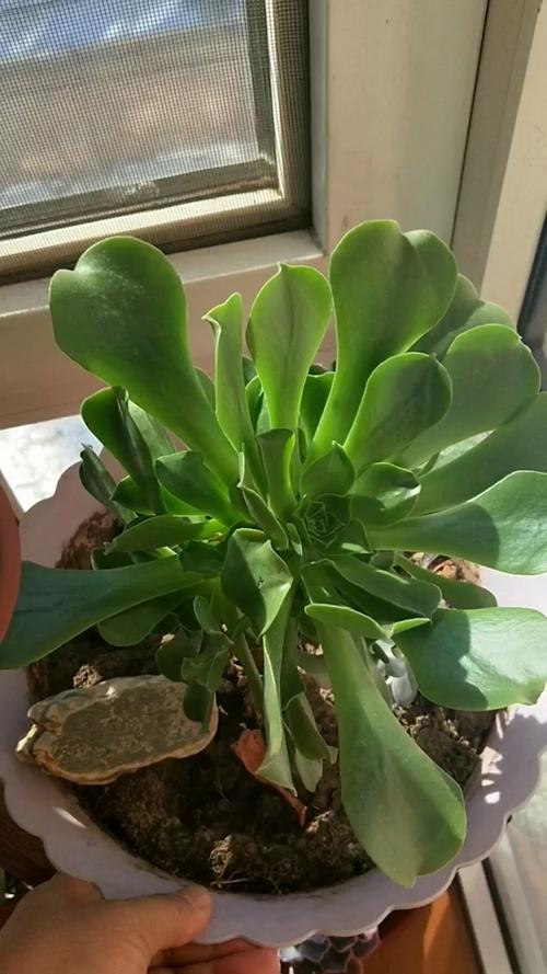 玉龙观音怎么修剪，玉龙观音修剪方法-第6张图片-优品飞百科