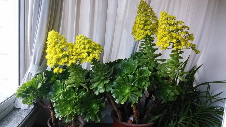 玉龙观音怎么修剪，玉龙观音修剪方法-第7张图片-优品飞百科