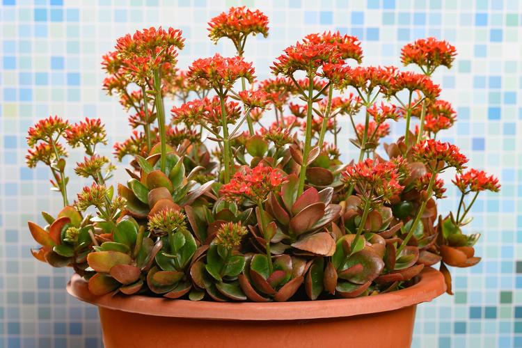 长寿花移栽后，长寿花移栽后叶子发黄发软