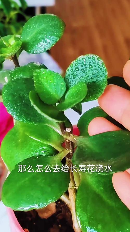 长寿花移栽后，长寿花移栽后叶子发黄发软-第2张图片-优品飞百科