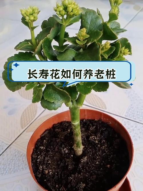 长寿花移栽后，长寿花移栽后叶子发黄发软-第3张图片-优品飞百科