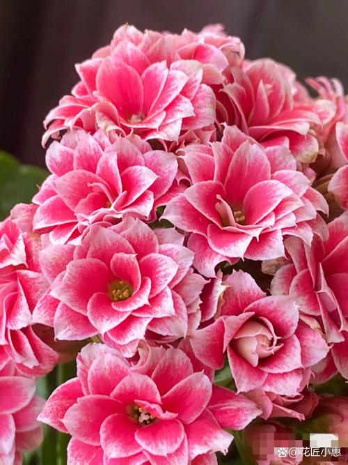 长寿花移栽后，长寿花移栽后叶子发黄发软-第4张图片-优品飞百科