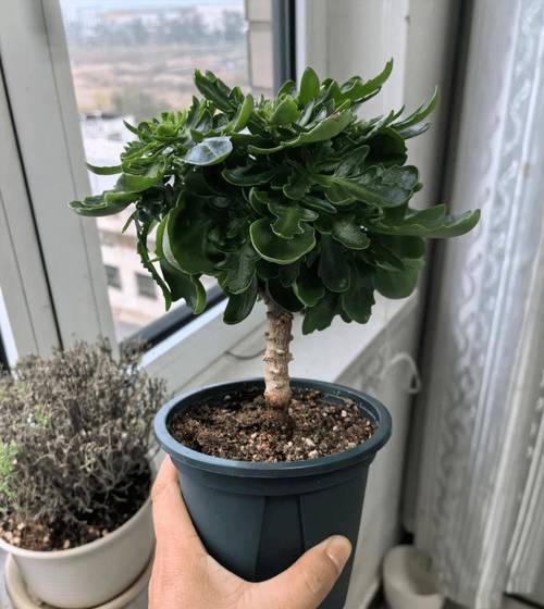 长寿花移栽后，长寿花移栽后叶子发黄发软-第6张图片-优品飞百科