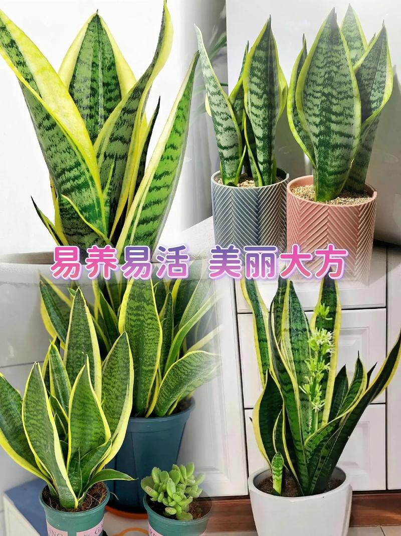 金边虎皮兰适合多宽盆，金边虎皮兰一盆栽几株？-第2张图片-优品飞百科