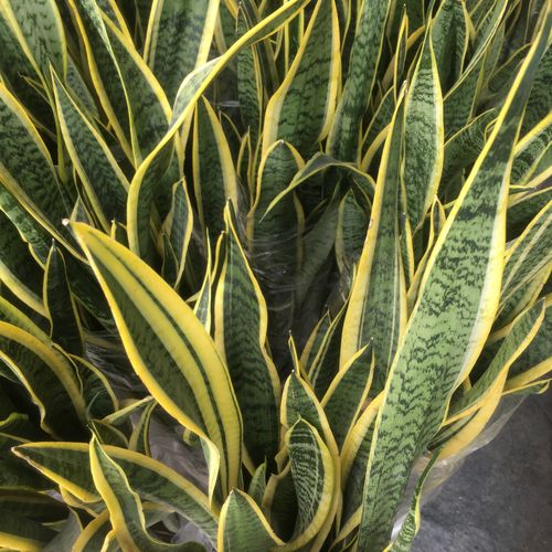 金边虎皮兰适合多宽盆，金边虎皮兰一盆栽几株？-第3张图片-优品飞百科