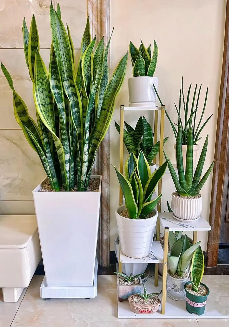 金边虎皮兰适合多宽盆，金边虎皮兰一盆栽几株？-第4张图片-优品飞百科